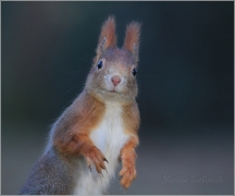 <p>VEVERKA OBECNÁ (Sciurus vulgaris) /Red squirrel - Eichhörnchen/</p>